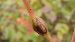 Neolasioptera vitinea