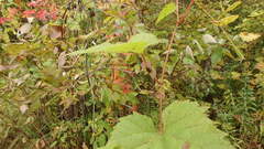 Neolasioptera vitinea