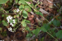 Ageratina jucunda