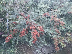 Pyracantha
