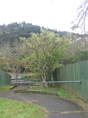 Sophora microphylla