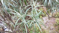 Senecio cinerarioides