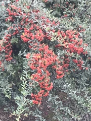 Pyracantha