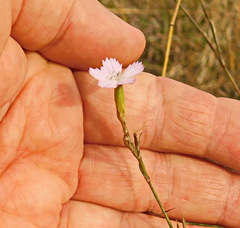 Dianthus borbasii
