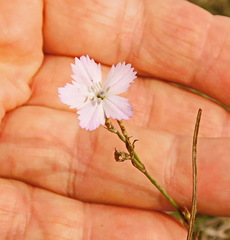 Dianthus borbasii