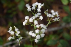 Ageratina jucunda