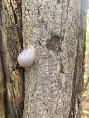 Lycogala flavofuscum