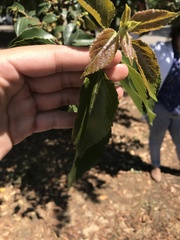 Aristotelia chilensis