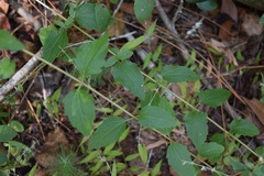 Ageratina jucunda