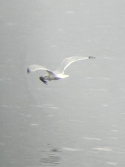 Larus delawarensis