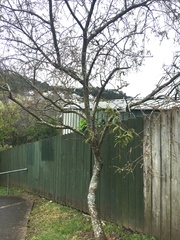 Sophora microphylla