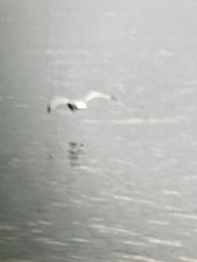 Larus delawarensis