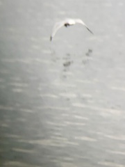 Larus delawarensis