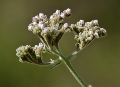 Eriodictyon tomentosum