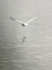 Larus delawarensis