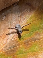 Callopistromyia strigula