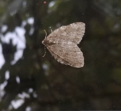 Operophtera
