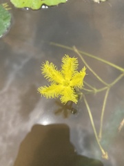Nymphoides crenata