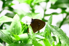 Euploea sylvester swinhoei