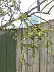 Sophora microphylla