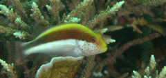 Paracirrhites forsteri