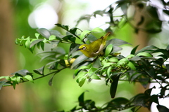 Zosterops simplex simplex