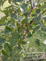 Ziziphus jujuba