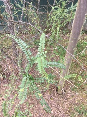Sophora microphylla