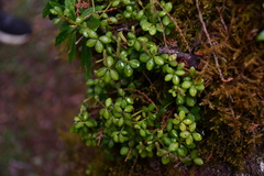 Peperomia tetraphylla