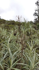 Senecio cinerarioides