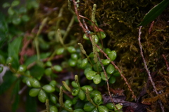 Peperomia tetraphylla