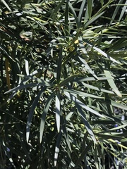 Podocarpus salignus