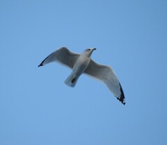 Larus delawarensis