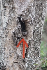 Acanthocercus atricollis