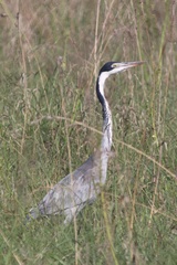 Ardea melanocephala