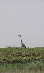 Ardea goliath