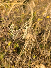 Heteropogon contortus