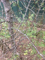 Sophora microphylla