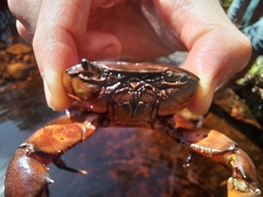 Potamonautes barnardi