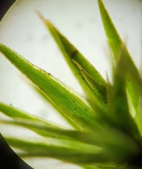 Polytrichum longisetum