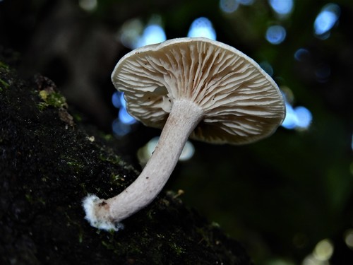 Clitocybe wellingtonensis image