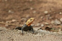 Agama agama
