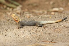 Agama agama