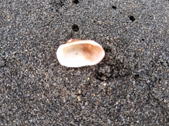 Barbatia novaezealandiae