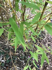Phyllostachys
