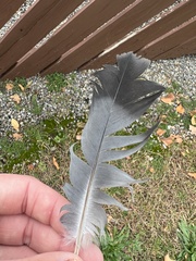 Columba livia domestica