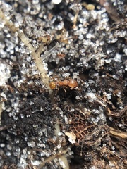 Wasmannia auropunctata