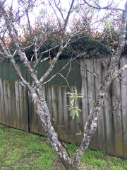 Sophora microphylla