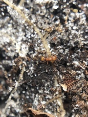 Wasmannia auropunctata