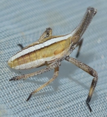 Almana longipes